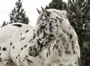 PSSM 1 kann beispielsweise bei einem Appaloosa, aber auch bei Quarter Horse, Paint Horse oder Kaltblütern auftreten.