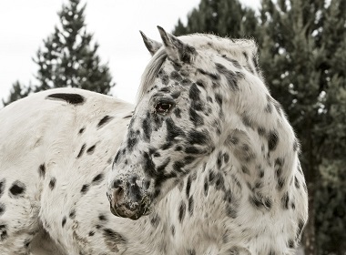 PSSM 1 kann beispielsweise bei einem Appaloosa, aber auch bei Quarter Horse, Paint Horse oder Kaltblütern auftreten.