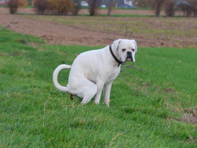 Durchfall, Schleim oder Blut im Stuhl beim Hund deuten auf ein Problem im hinteren Bereich des Darms hin.