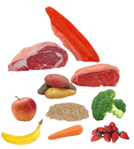 Ein Hund ist ein fakultativer Fleischfresser, der auch pflanzliche Lebensmittel verdauen kann.