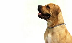 Gesunder Hund durch individuell optimales Hundefutter.