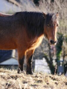Erhöhte Leberwerte beim Pferd kommen häufig vor. Eine angepasste Fütterung entlastet die Leber.