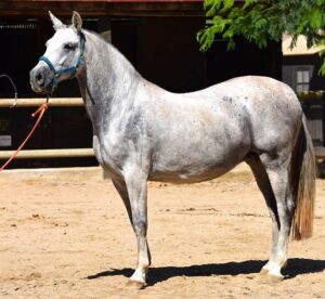 Hufrehe kommt häufiger bei zu dicken Pferden vor. Über die Fütterung lässt sich das Risiko minimieren.