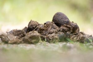 Kotwasser Pferd kann reduziert werden wie bei diesem Pferd.