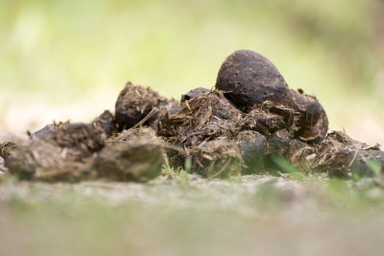 Kotwasser Pferd kann reduziert werden wie bei diesem Pferd.