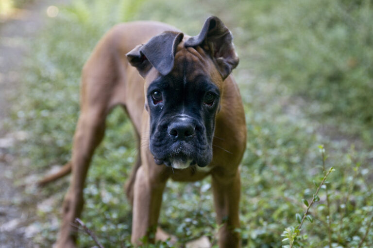 Gesunder Welpe durch individuell optimales Hundefutter.