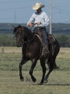 Pferdefutter zum Muskelaufbau unterscheidet sich bei Westernpferden und anderen Sportpferden.