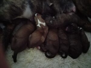 Gerade trächtige oder laktierende Hündinnen profitieren von einer individuell optimalen Ernährung.