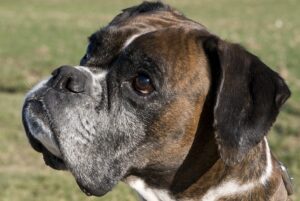 Individuelles Nierenfutter kann Lebensqualität verbessern.