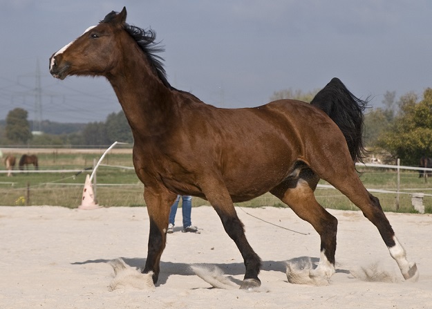 Fittes, gesundes altes Pferd unter optimaler Fütterung.