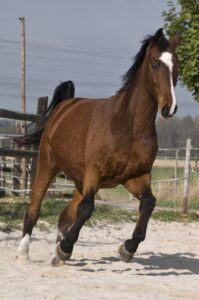 Kotwasser beim Pferd ist abhängig von der Fütterung.