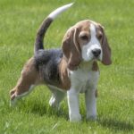 Hund - Futterberechnung für Hunde