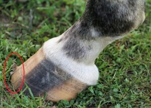 Trockene Hufe. Risse im Huf.