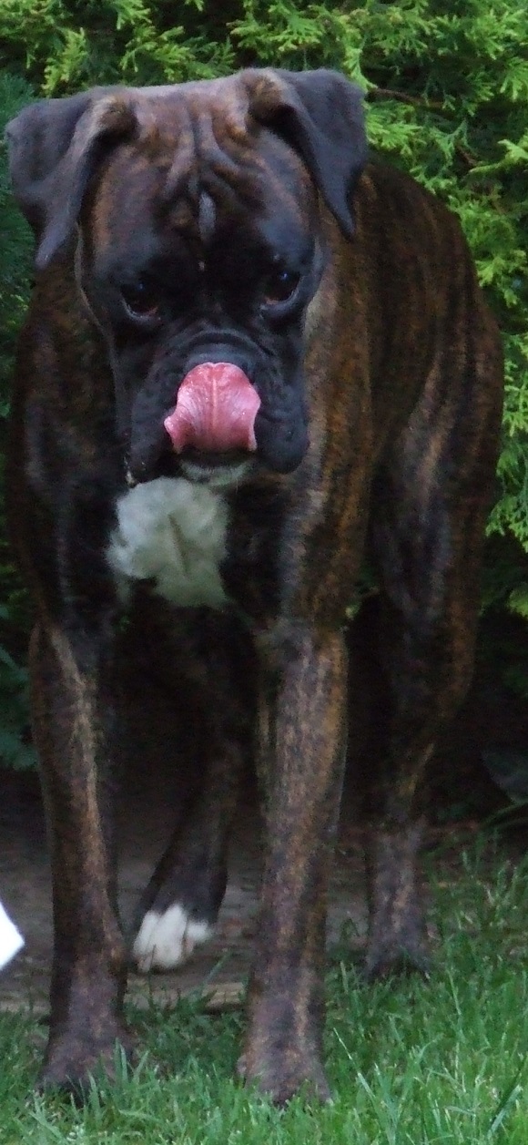 Hund leckt sich über die Nase.