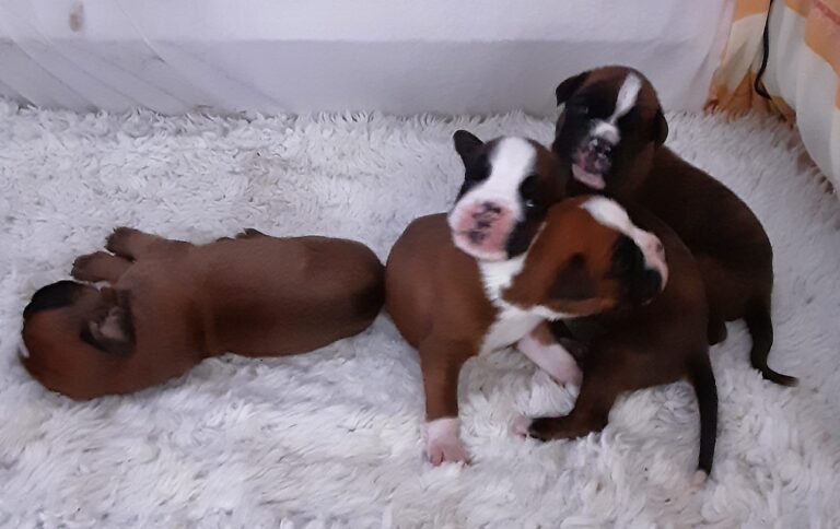 Optimal ernährte, fitte Hundewelpen.