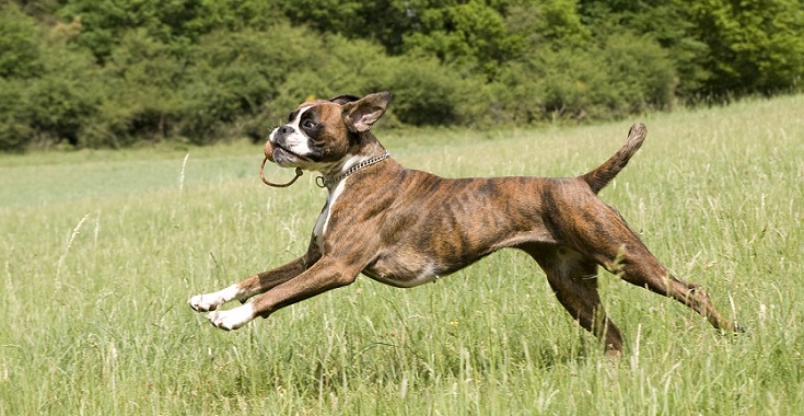 Fröhlicher, fitter Hund durch eine optimale Nährstoff-Versorgung im Hundefutter.