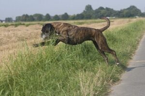 Optimal gefütterter, gesunder alter Hund mit noch viel Temperament.
