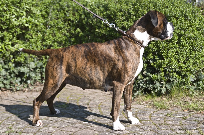 Trächtige Hündin optimal gefüttert.